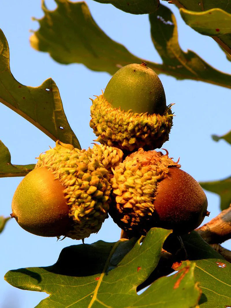 Oak - Bur
