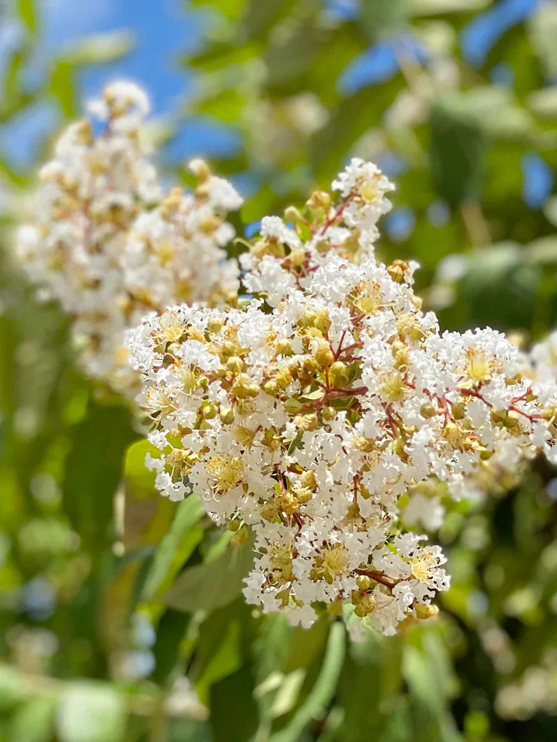 Crape Myrtle - Natchez