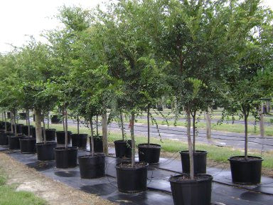 Drake Elm Shade Trees