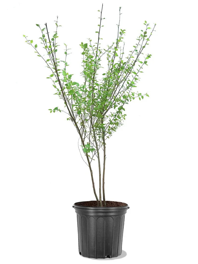 Dura Heat River Birch Shade Tree