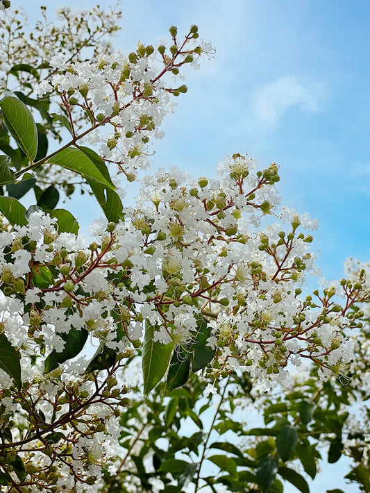 Natchez Crape Myrtle Shade Tree