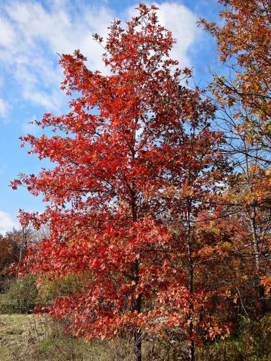 Nuttall Oak Shade Tree