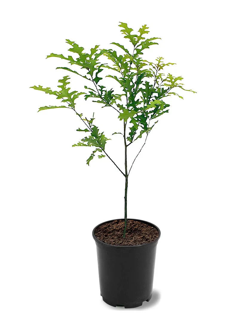 Oak - Nuttall