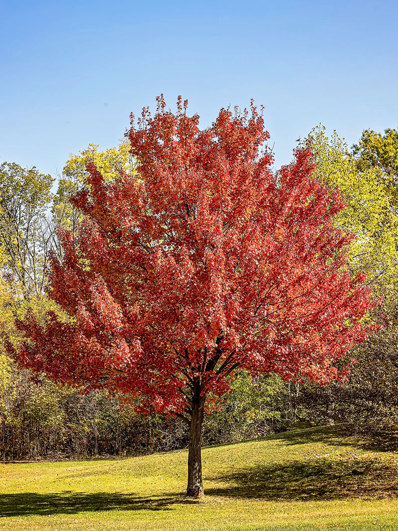 Maple - Red