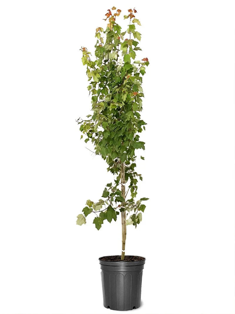 Summer Red Maple Shade Tree