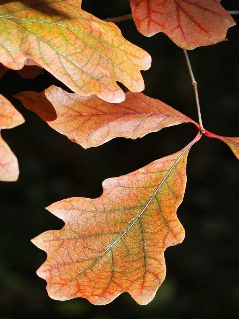 Oak - Swamp White