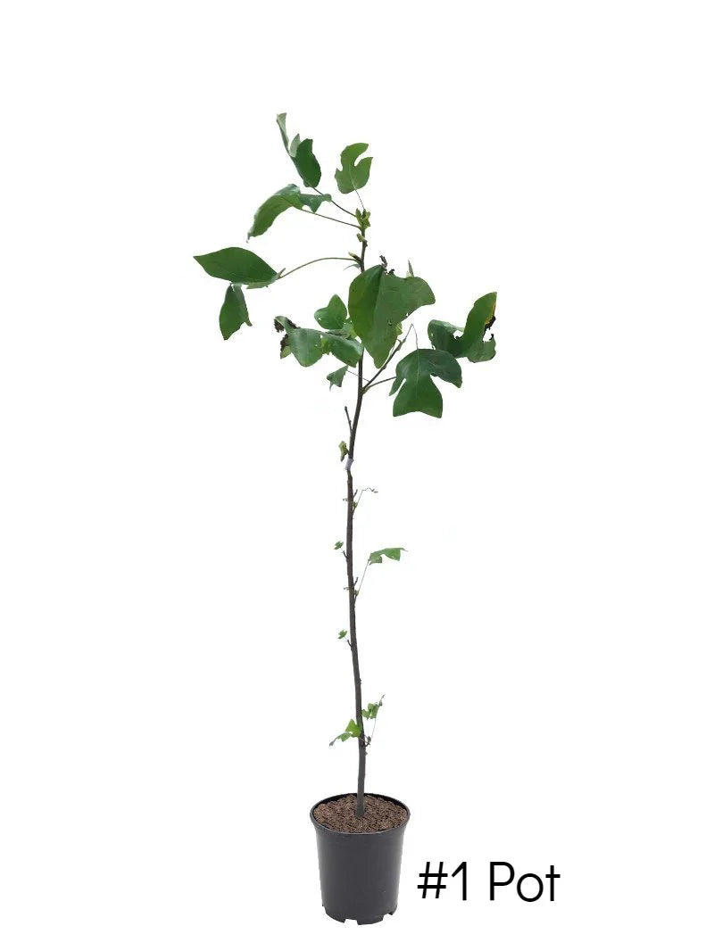 Poplar - Tulip