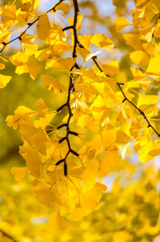 Gingko Biloba Maidenhair Tree