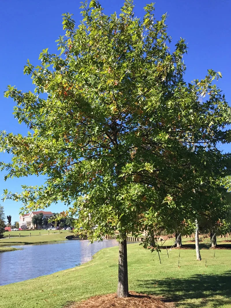 Nuttall Oak Shade Tree