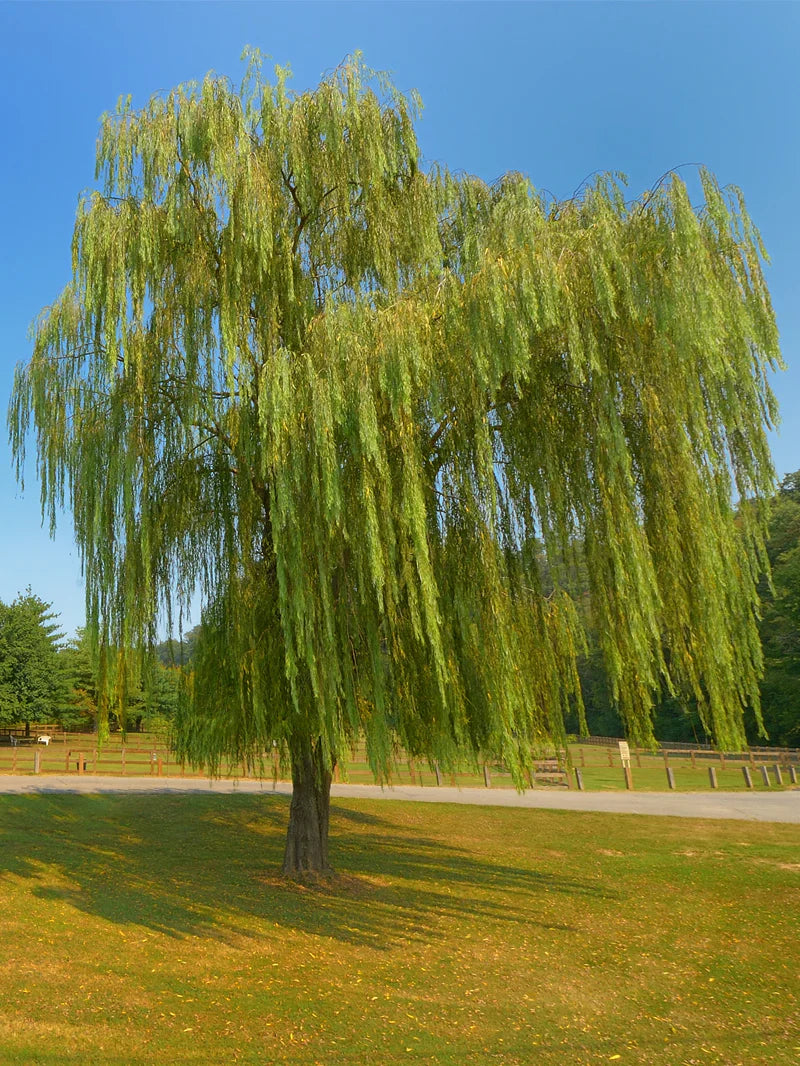 Weeping Willow Shade Tree