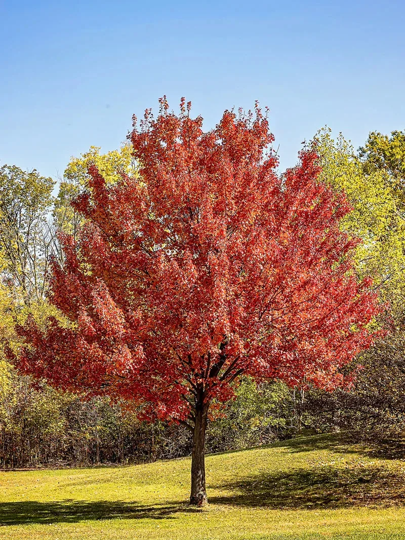 Red Maple Shade Tree