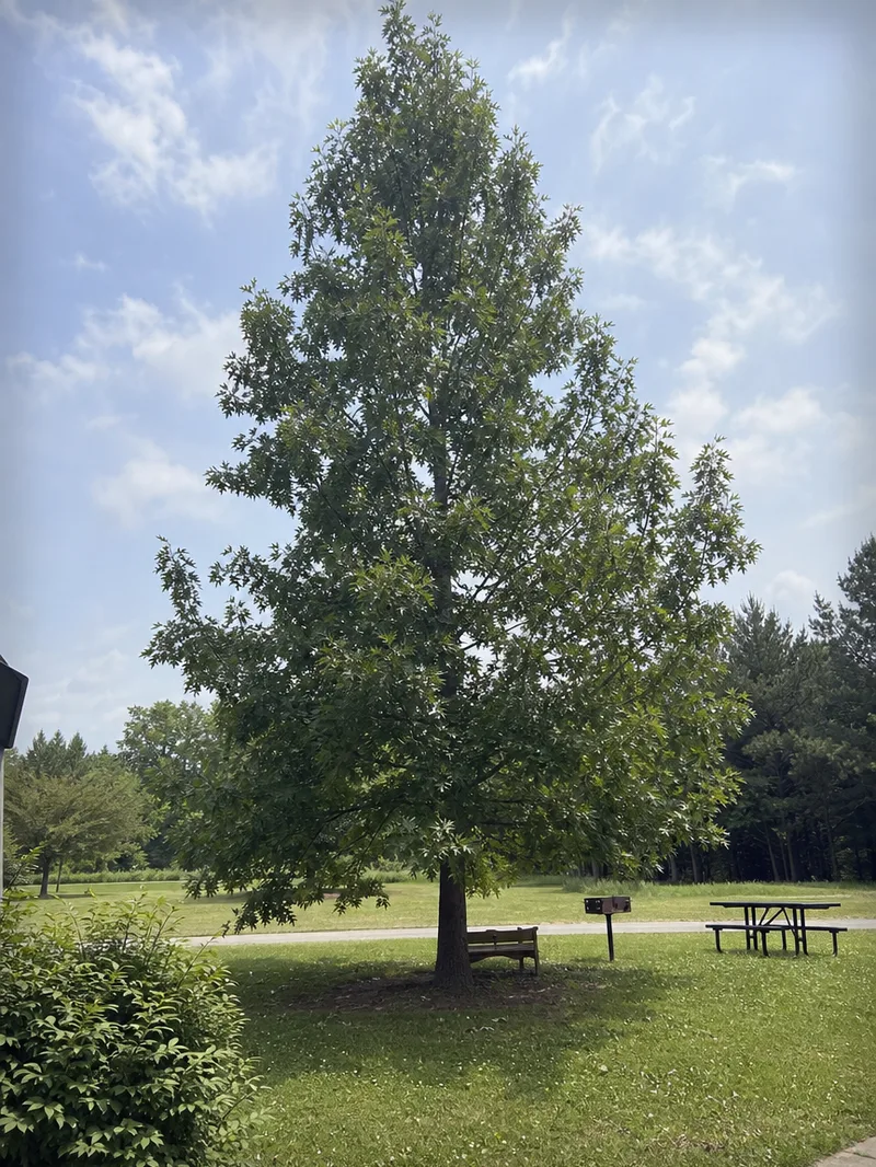 Pin Oak Shade Tree