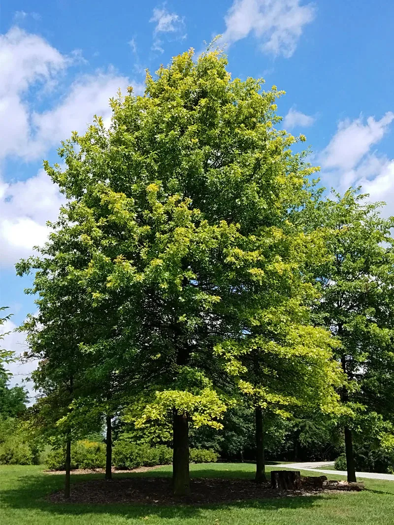 Pin Oak Shade Tree