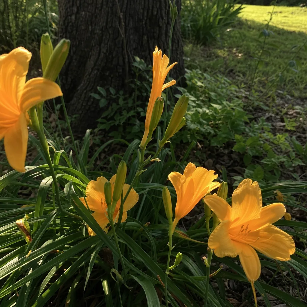 Can Full Sun Plants Grow in Shade?
