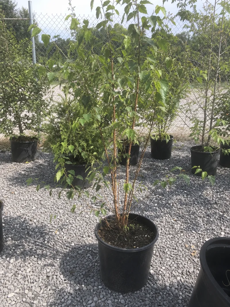 Dura Heat River Birch Shade Tree