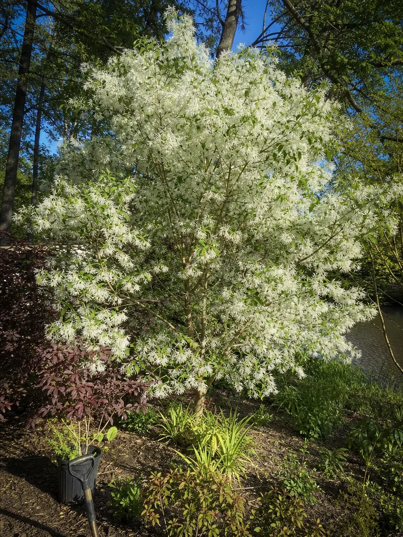Chinese Fringe Shade Trees