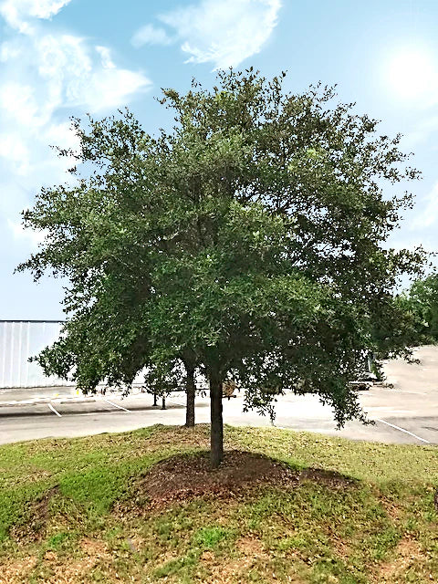 Live Oak Shade Tree