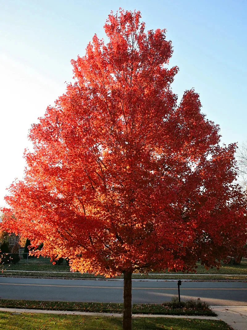 October Glory Maple Shade Tree