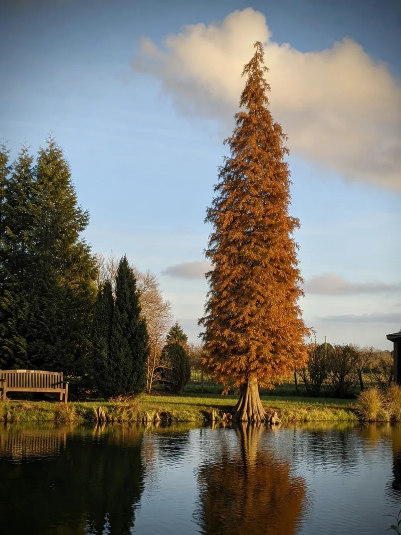 Bald Cypress Shade Tree