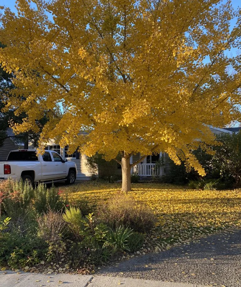 Ginkgo biloba Maidenhair Shade Tree