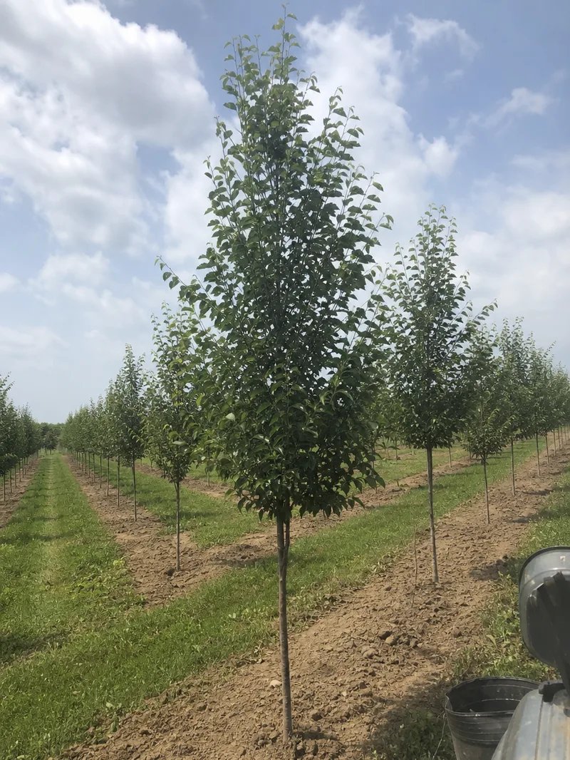 Drake Elm Shade Trees