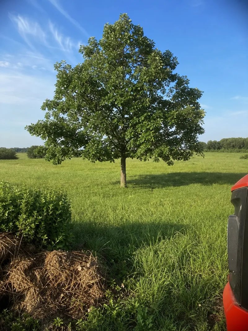 Swamp White Oak Shade Tree