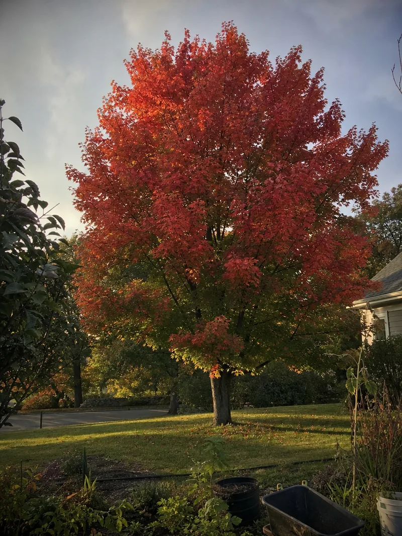 Summer Red Maple Shade Tree