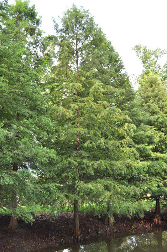 Cypress - Bald