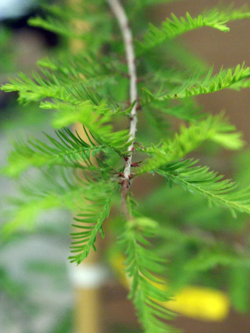 Cypress - Bald