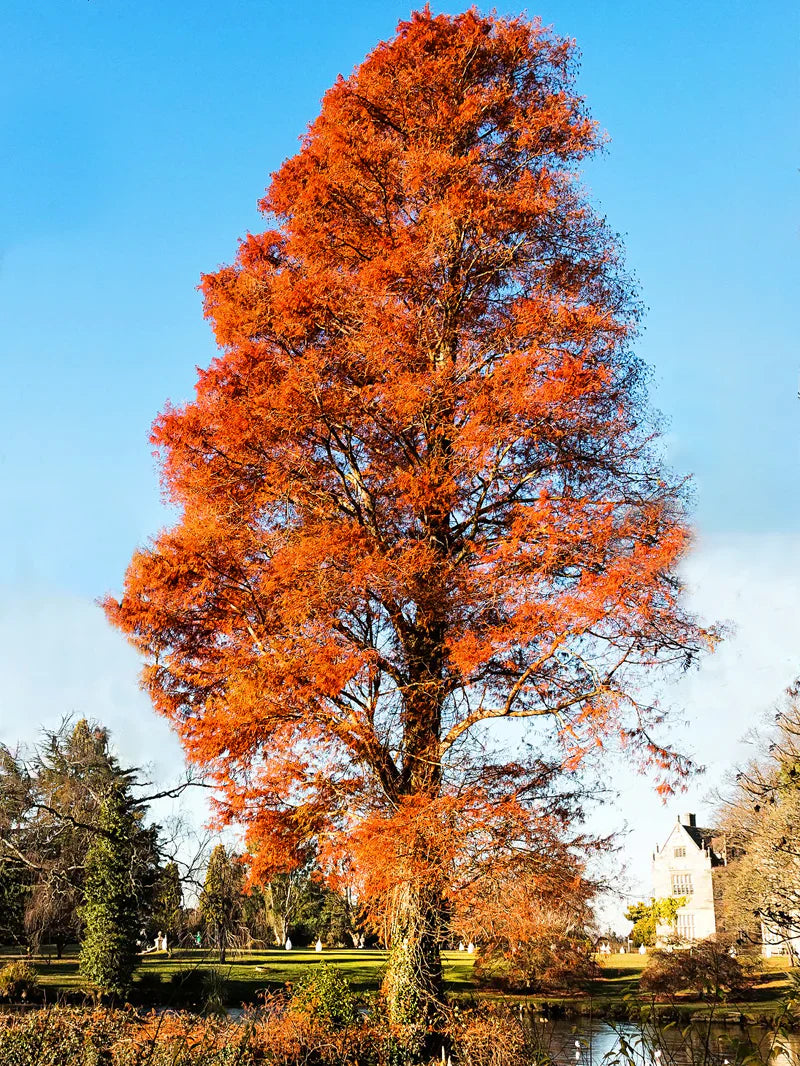 Bald Cypress Shade Tree
