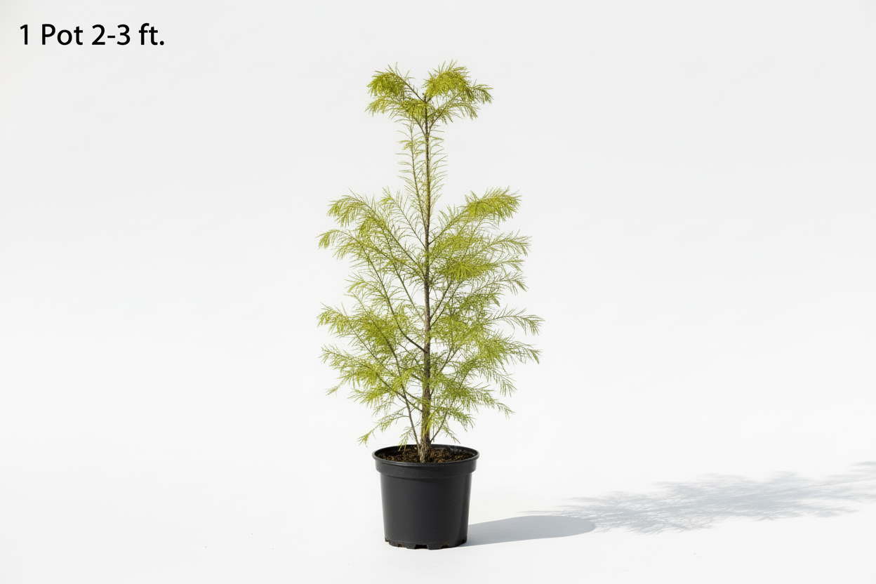 Bald Cypress Shade Tree