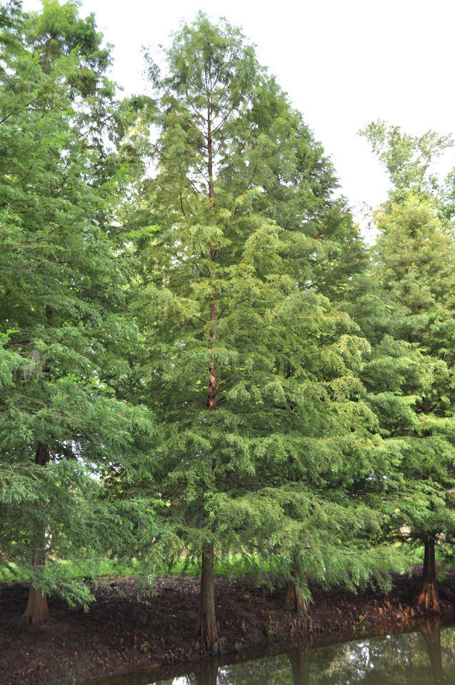 Bald Cypress Shade Trees