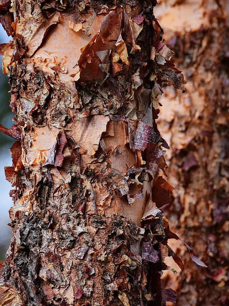 River Birch - Dura Heat