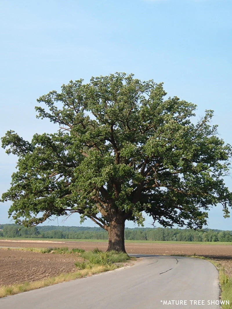 Bur Oak Shade Tree