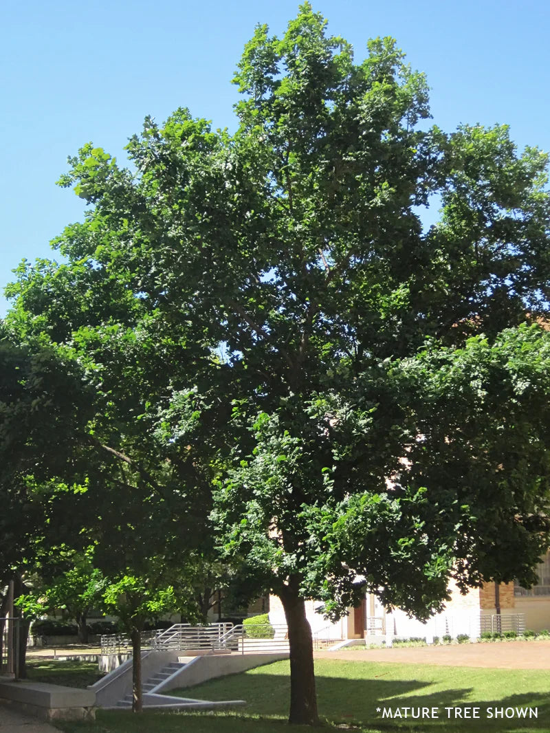 Bur Oak Shade Trees