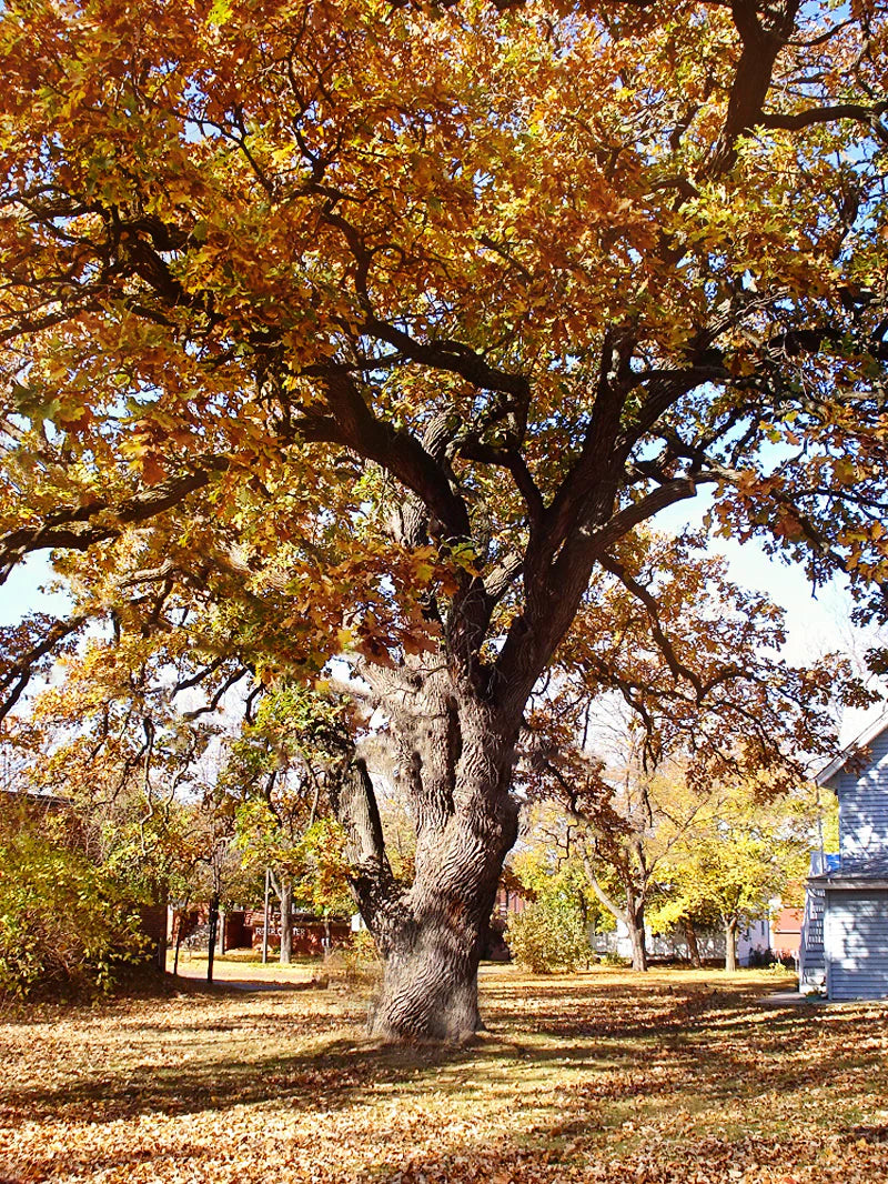 Bur Oak Shade Trees