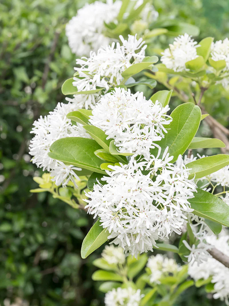 Chinese Fringe Shade Tree