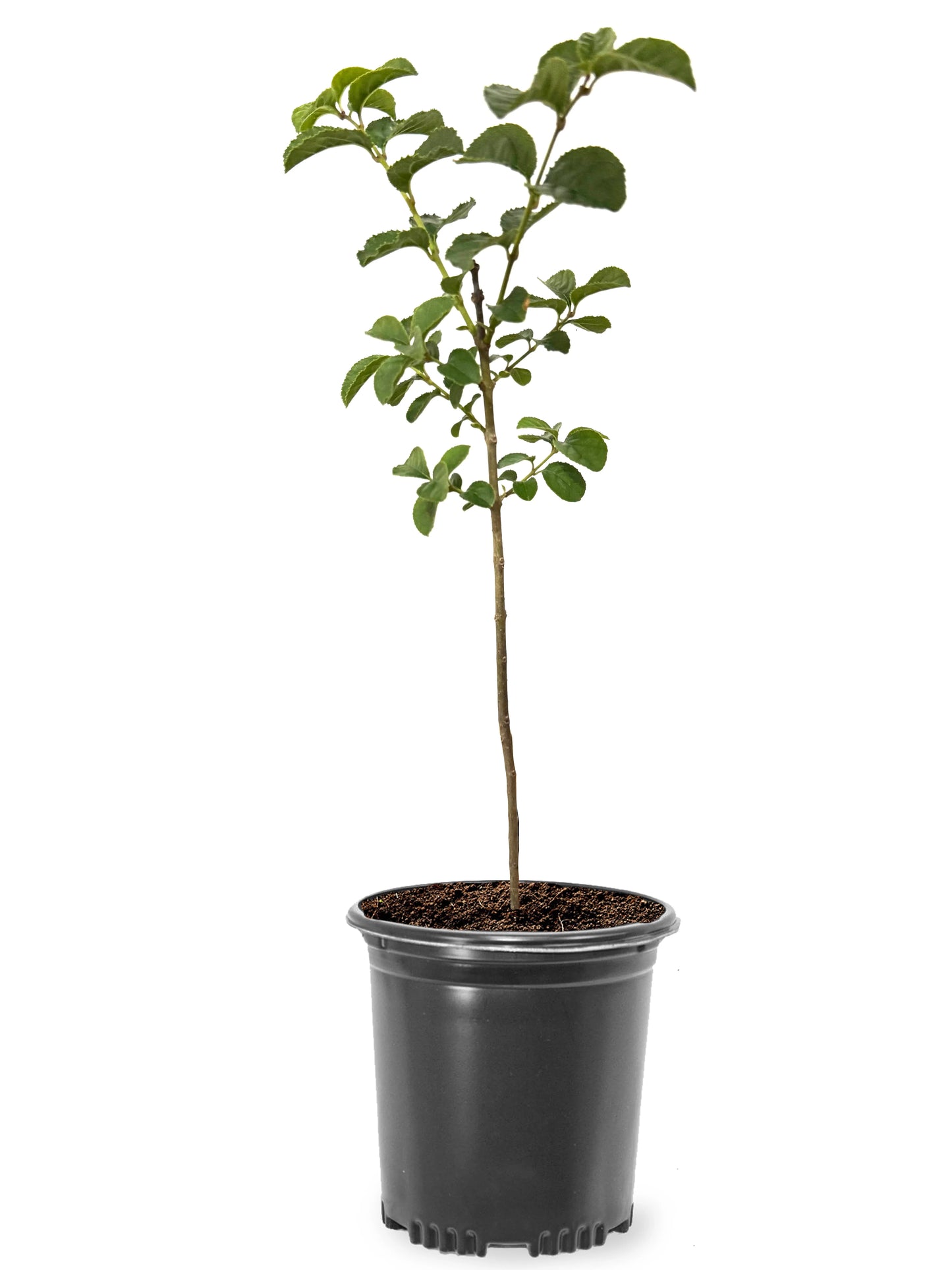 Chinese Fringe Shade Tree