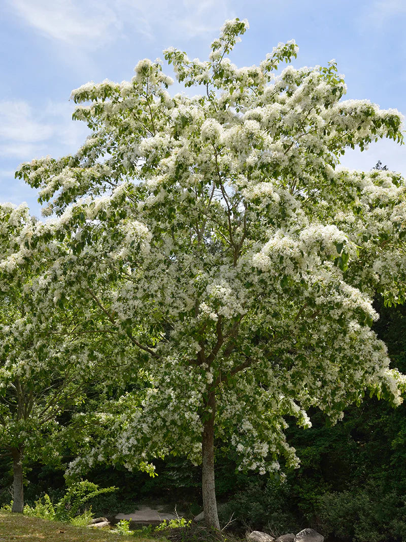 Chinese Fringe Shade Trees