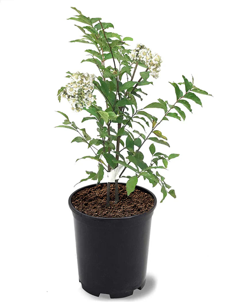 Crape Myrtle - Natchez