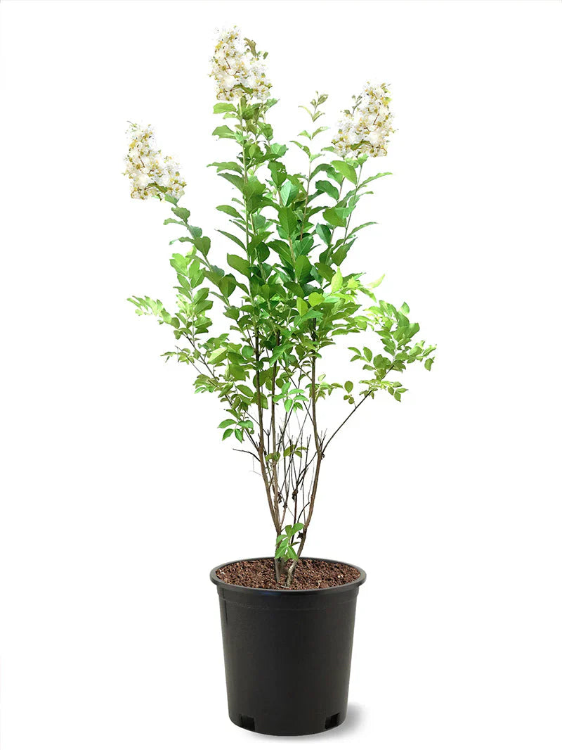 Crape Myrtle - Natchez