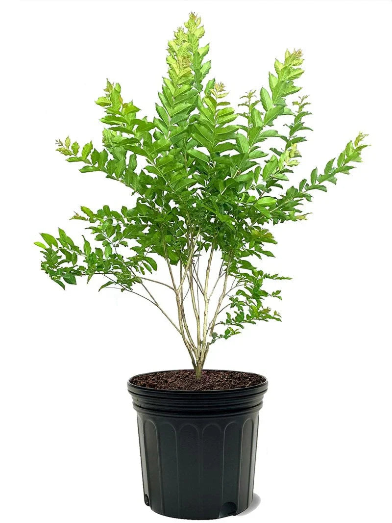 Crape Myrtle - Natchez