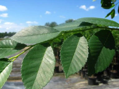 Drake Elm Shade Tree
