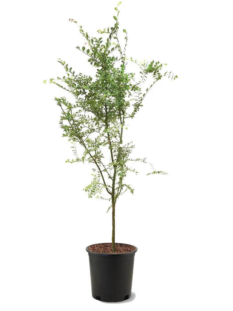 Drake Elm Shade Tree