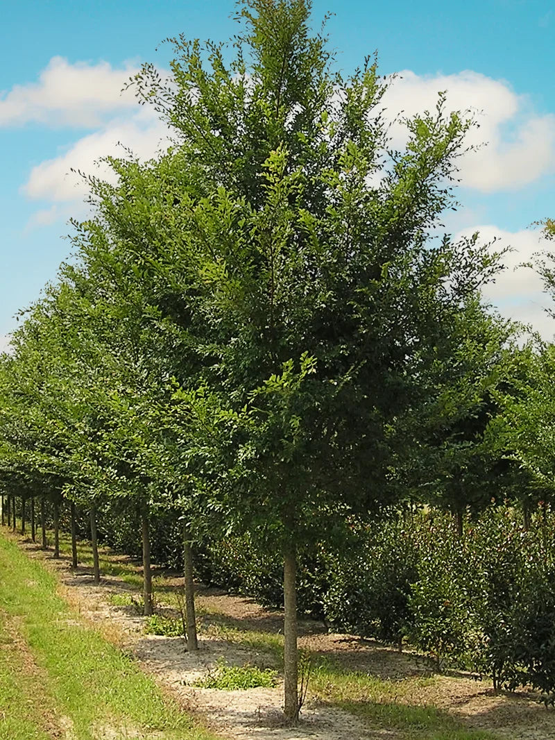 Drake Elm Shade Trees