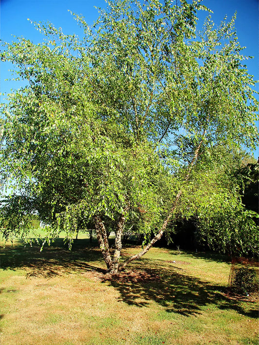 Dura Heat River Birch Shade Tree