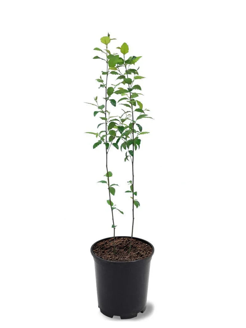 Dura Heat River Birch Shade Tree