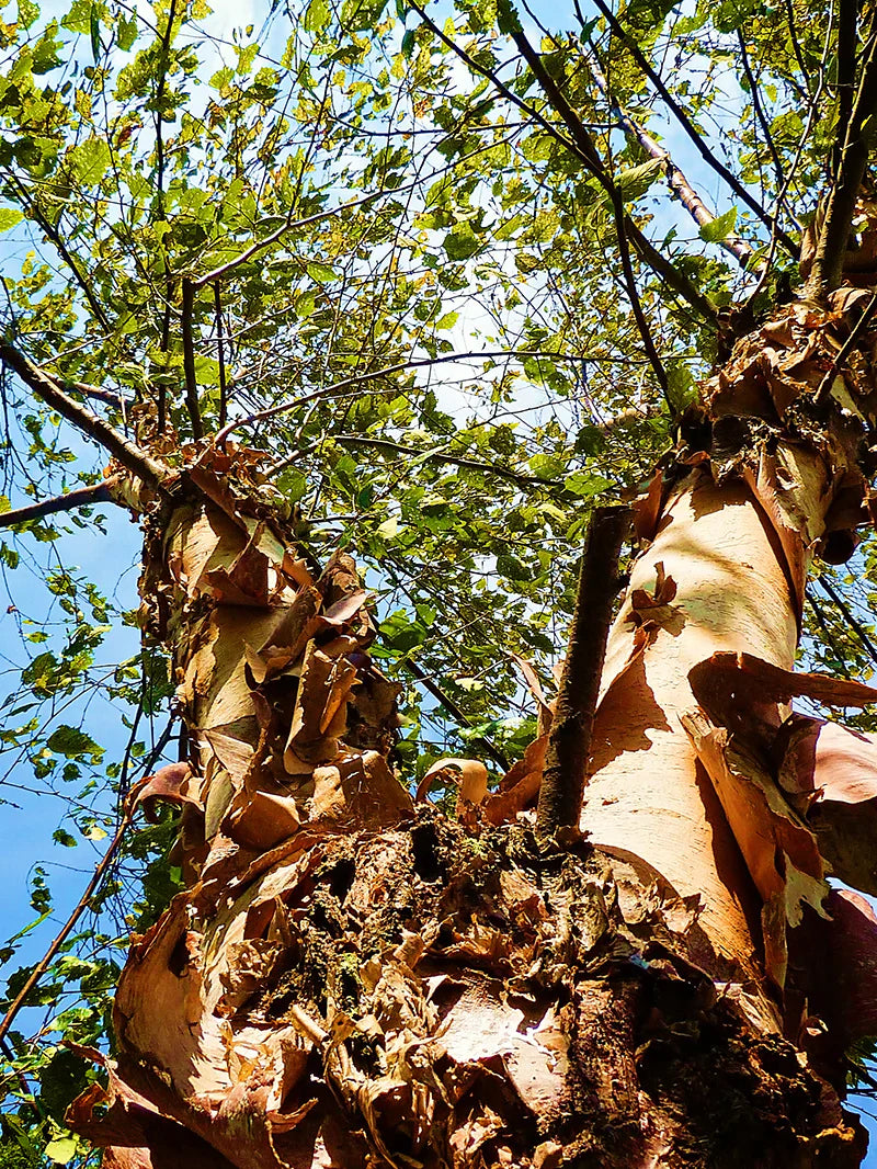 Dura Heat River Birch Shade Tree