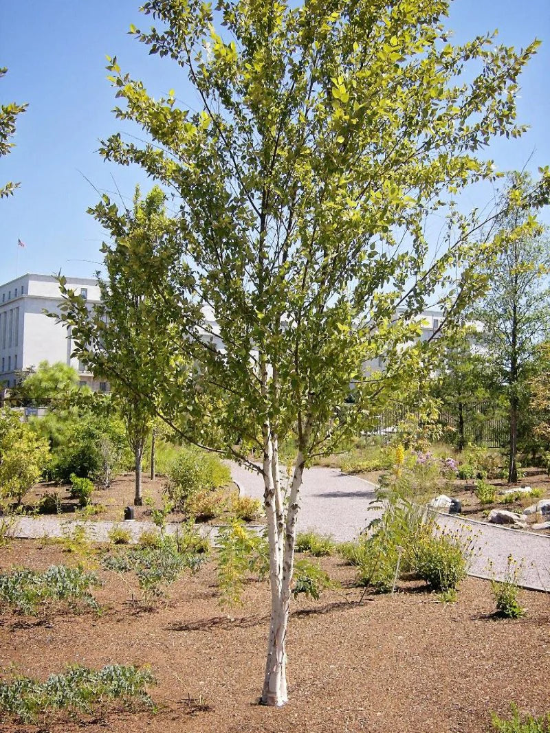 Dura Heat River Birch Shade Tree