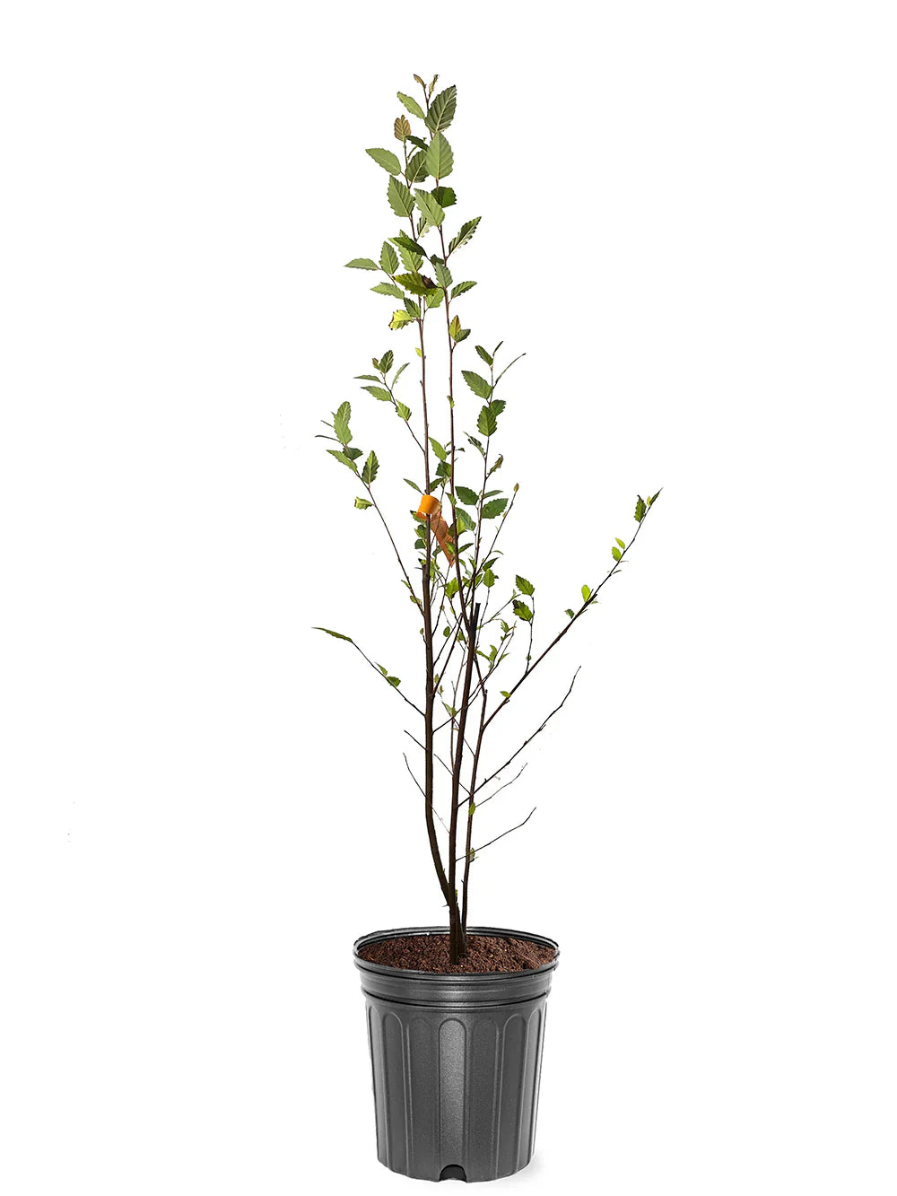 Dura Heat River Birch Shade Tree